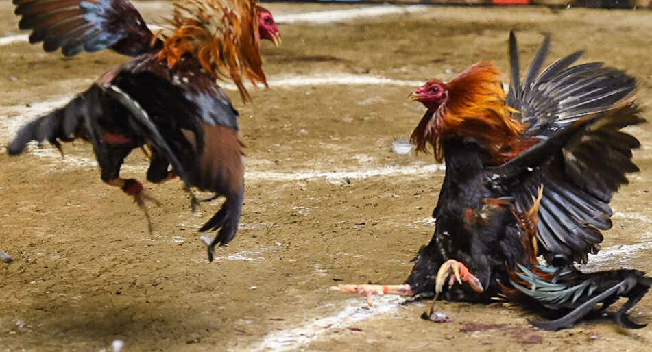 Chia sẻ bí quyết cách làm nước cho gà chọi cực chuẩn 7 Cần chuẩn bị gì để làm nước cho gà chọi?