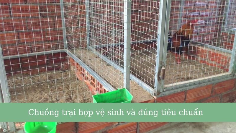 5+ cách làm gà chọi máu chiến chủ gà nên biết 9 Nuôi dưỡng chiến kê trong chuồng trại hợp vệ sinh và đạt chuẩn