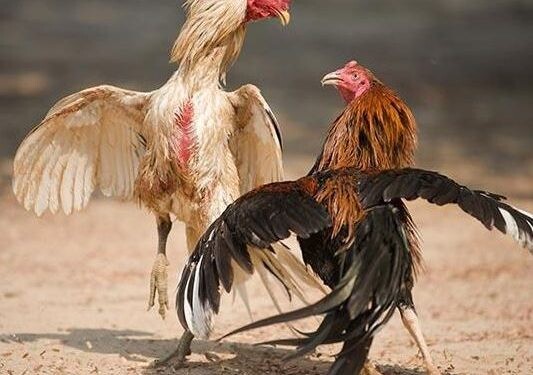 Cách nuôi gà đá tới pin như thế nào nhanh chóng và hiệu quả 7 Nuôi gà đá tới pin là gì?