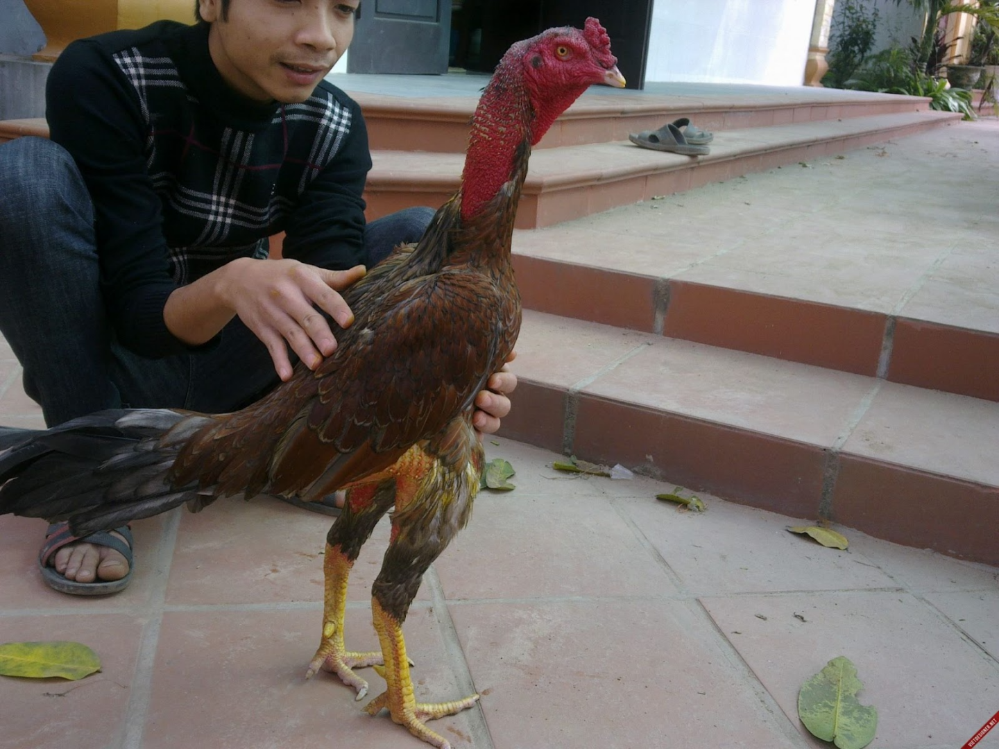 Hướng dẫn các cách bắt gà đá không kêu mà sư kê nên biết 7 Hãy ôm ấp thường xuyên để giúp gà không còn sợ người