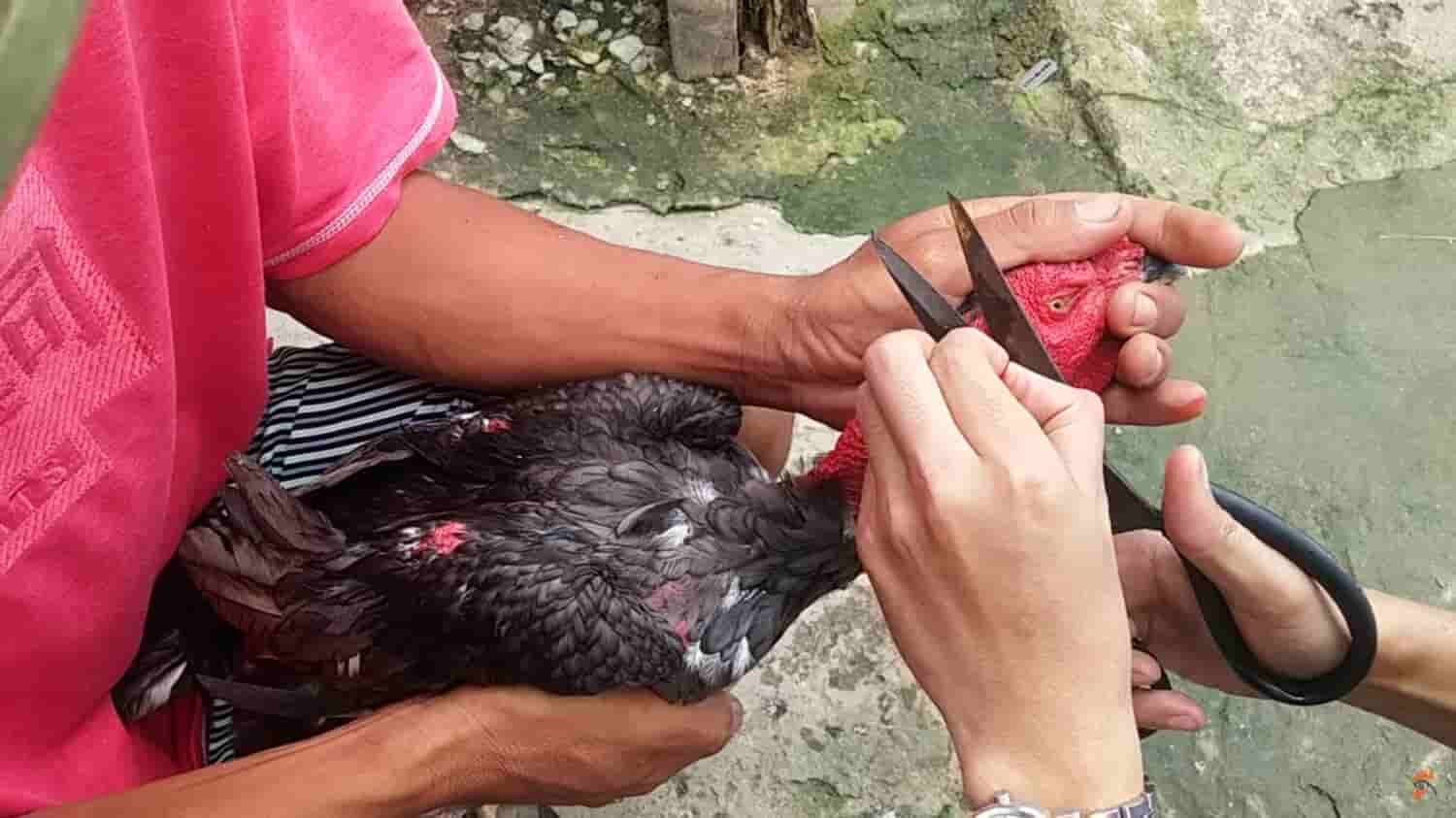 Giải đáp thắc mắc: "Gà cắt tai bao lâu thì đá được?" 4 Kỹ thuật cắt tai gà bằng kéo dành cho sư kê mới bắt đầu