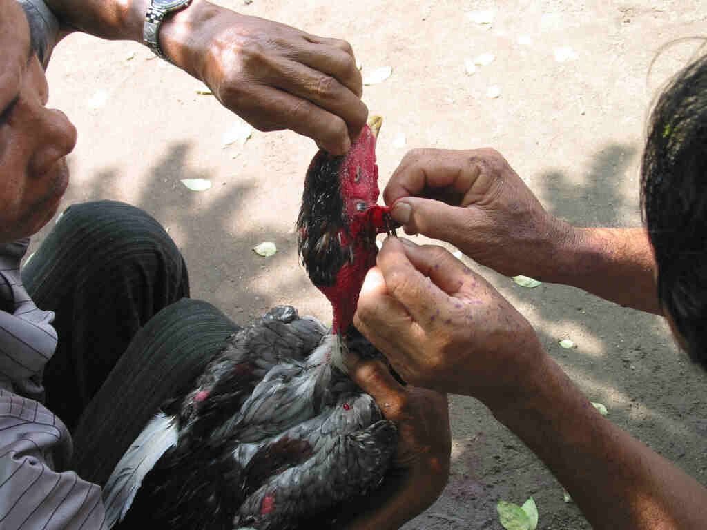 Giải đáp thắc mắc: "Gà cắt tai bao lâu thì đá được?" 7 Một số lưu ý khi cắt tai gà dành cho sư kê