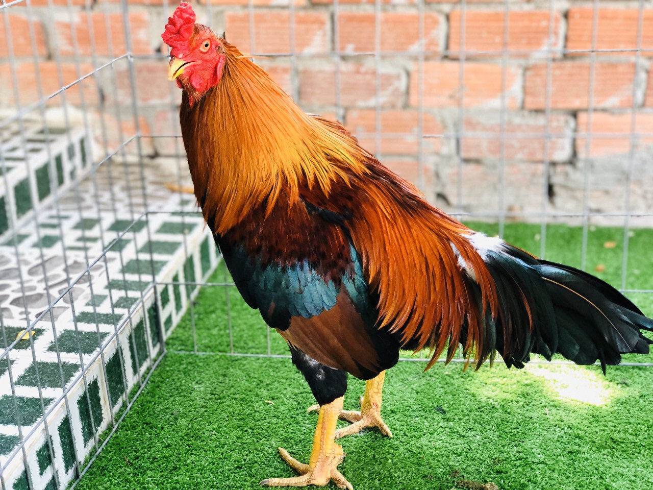 Cách chọn gà đá cựa sắt hay - Chia sẻ từ chuyên gia 7 Các tiêu chí trong cách chọn gà đá cựa sắt hay