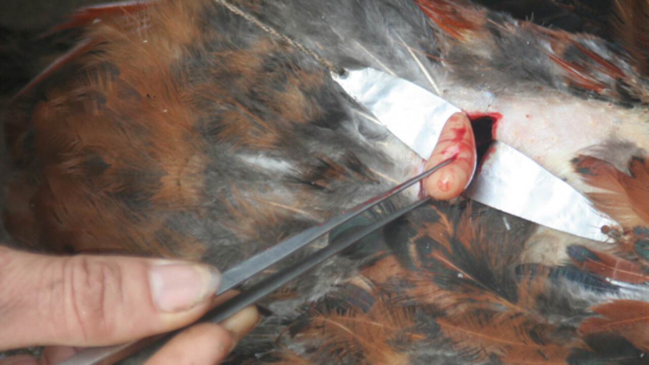 2 phương pháp thiến gà đá đúng cách bạn nên biết 6 Hiện nay người ta thường thiến gà thông qua hai phương pháp thiến bụng và sườn