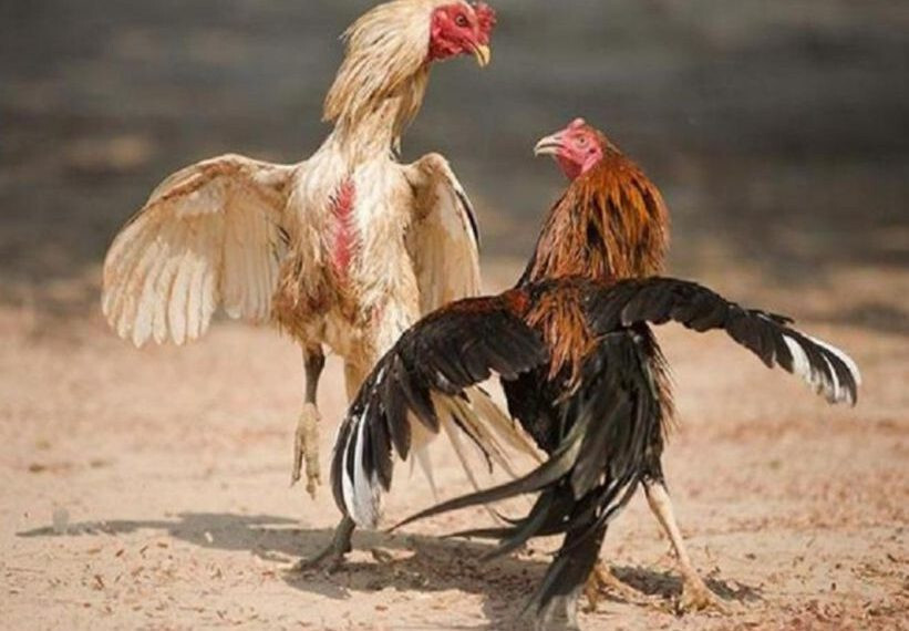 Cách chọn gà đá cựa sắt hay - Chia sẻ từ chuyên gia 8 Kỹ năng là tiêu chí chọn gà đá cựa sắt cần quan tâm