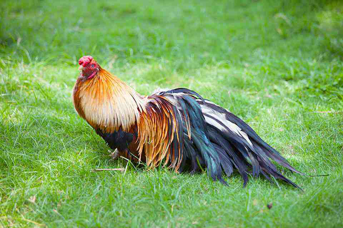 Cách nuôi gà đá cho lông bóng mượt từ chuyên gia 8 Rau củ cung cấp khoáng chất cho lông gà đẹp