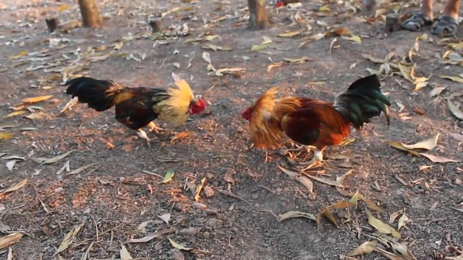 Cách nuôi gà đá thả vườn lớn nhanh, ít bệnh 9 Image 4