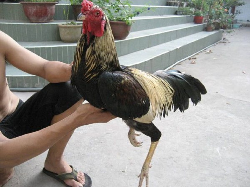 Bật mí các cách làm da gà đá dày lên nhanh chỉ trong 1 tuần 7 Image 8