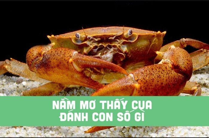 Nằm mơ thấy cua có ý nghĩa gì? Là điềm lành hay dữ? 7 Nằm mơ thấy cua đánh số gì