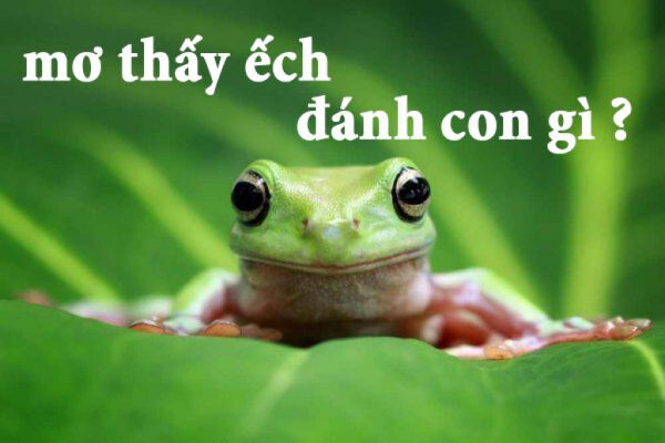 Giải mã giấc mơ thấy ếch cùng nhiều điềm báo tốt - xấu khác nhau 9 Ngủ mơ thấy ếch đánh con gì?