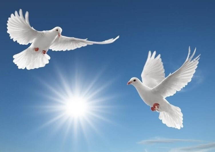 Giải mã giấc mơ thấy chim ẩn chứa điềm báo gì chi tiết nhất 7 Mơ thấy chim bồ câu bị chết