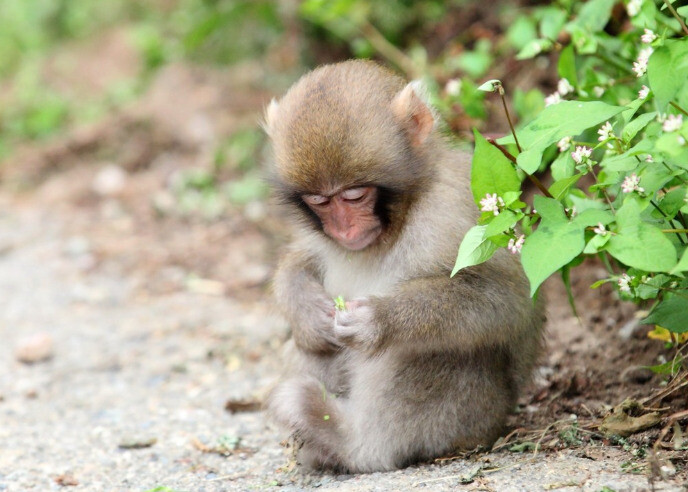 Giải mã nằm mơ thấy khỉ chuẩn xác nhất hiện nay 8 Mộng thấy mình giết con khỉ