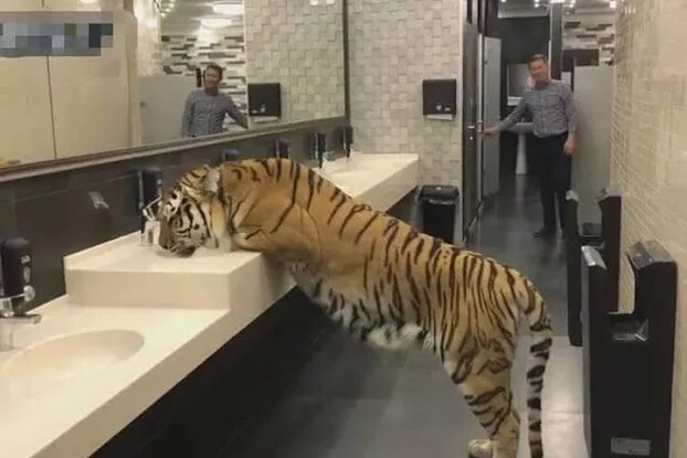 Nằm mơ thấy hổ là tốt hay xấu? Mơ thấy hổ đánh con gì? 11 Mơ thấy hổ trong nhà