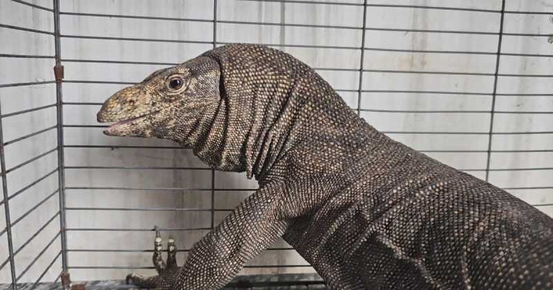 Nằm mơ thấy kỳ đà nên đánh con gì để trúng lớn? 9 Nằm mơ thấy kỳ đà thì đánh số bao nhiêu để trúng lớn?