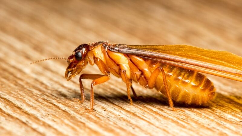 Giải mã hiện tượng mơ thấy mối là điềm hung hay cát 6 Mỗi giấc mơ thấy mối sẽ có những điềm báo riêng