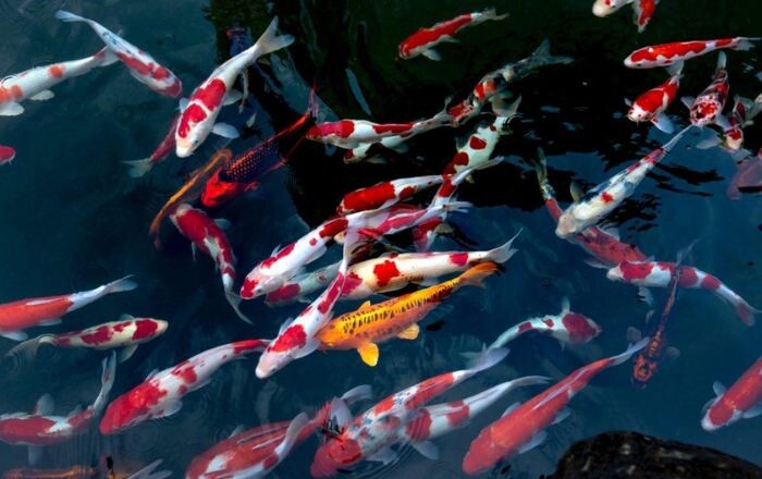 Giải mã nằm mơ thấy cá bơi trong nước đánh con gì? 8 Xr:d:dafwh642utm:88,j:8363592617726132244,t:23110404