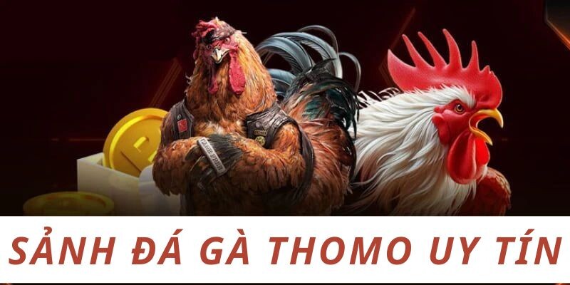 Sảnh đá gà Thomo uy tín - Nơi người chơi gửi trọn niềm tin 8 Một số sảnh đá gà Thomo uy tín anh em nên biết