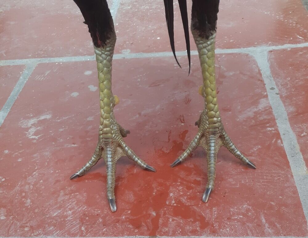 Vảy gà vấn cán là gì? Hé lộ tướng kê hiếm gặp 13 Kinh nghiệm chọn gà có vảy vấn cán chuẩn nhất