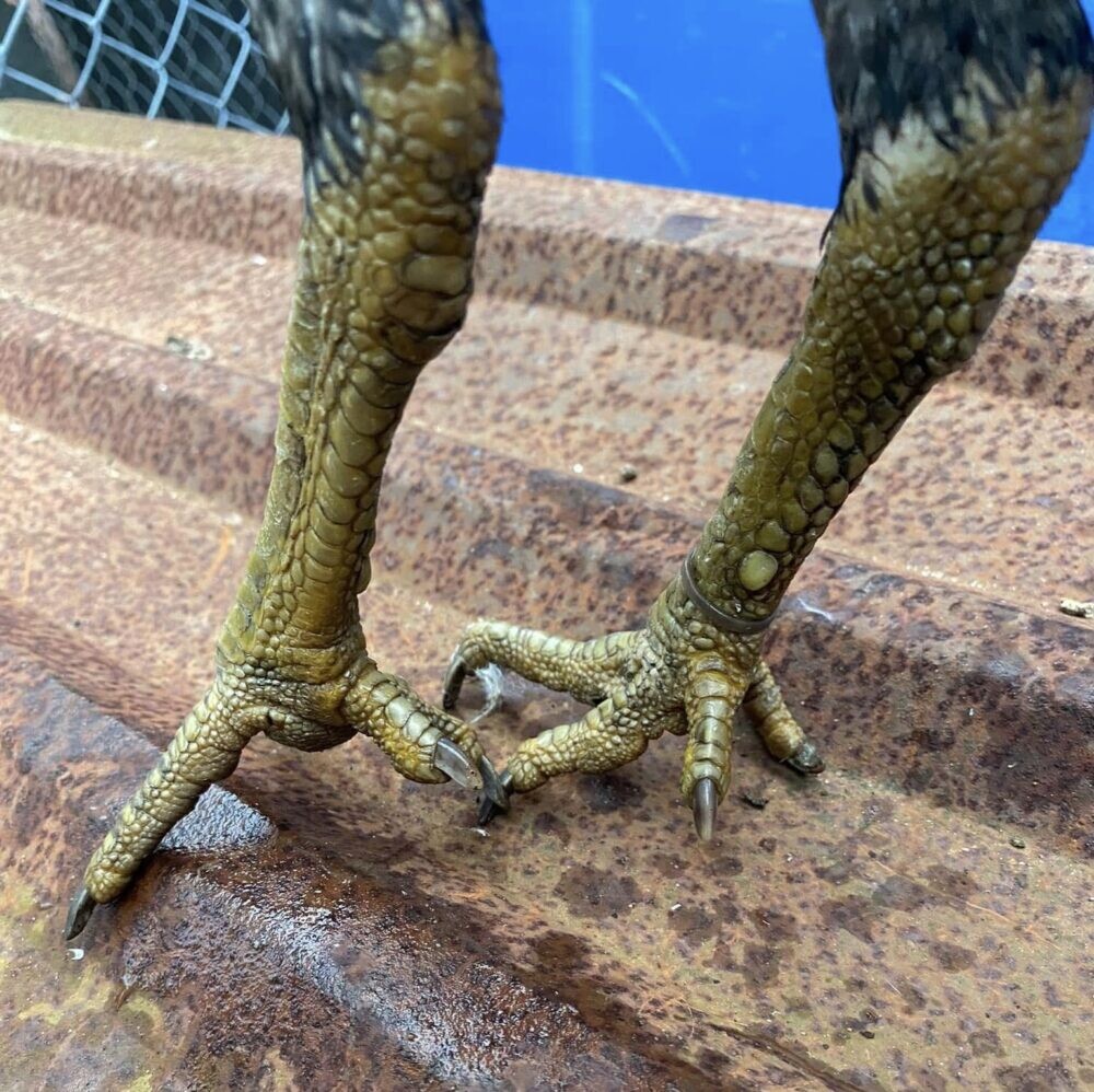 Vảy gà vấn cán là gì? Hé lộ tướng kê hiếm gặp 11 Image