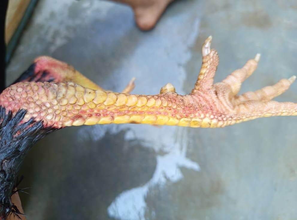 Vảy gà vấn cán là gì? Hé lộ tướng kê hiếm gặp 10 Hình dáng vảy