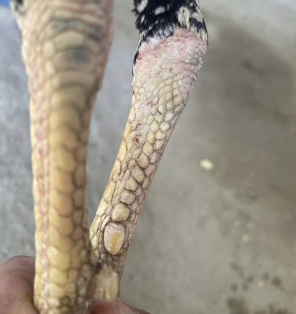 Vảy gà vấn cán là gì? Hé lộ tướng kê hiếm gặp 9 Vị trí vảy gà vấn cán