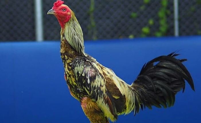 Top 5 bài tập luyện cơ chân cho gà chọi hiệu quả nhất 10 Bài tập gánh tạ giúp rèn cơ chân cho gà chiến